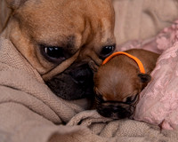 French Bulldog Pups in Midlothian Texas (Newborn)
